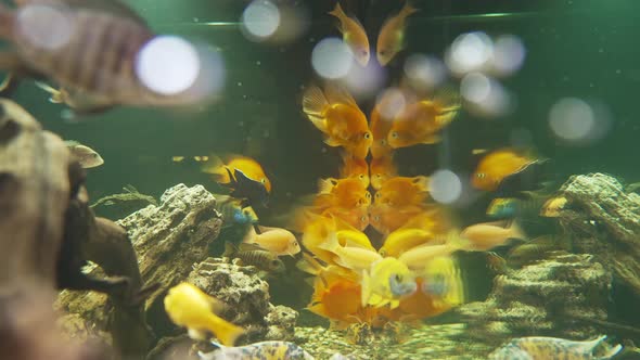 Air Bubbles in the Aquarium alt