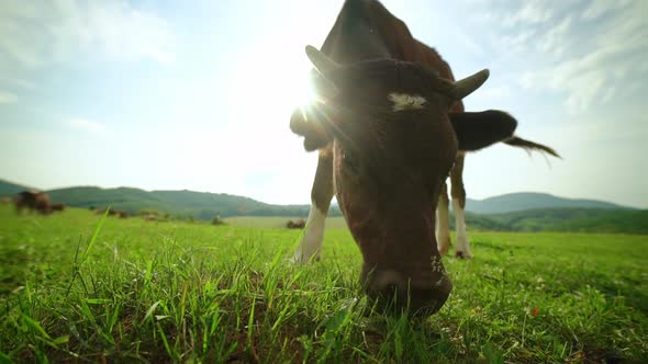 Extreme Closeup of a Curious Dairy Cow alt