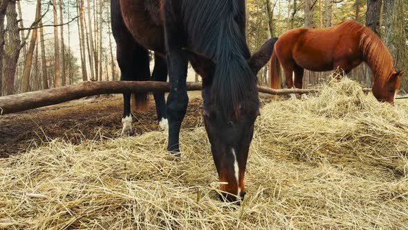 Black and Brown Horses Eating Hay Outdoors  Close View alt