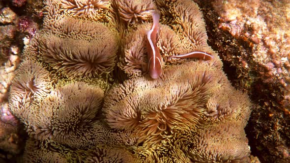 Amphiprion Perideraion or Anemonefish Swimming Among Tentacles of Host Anemone alt