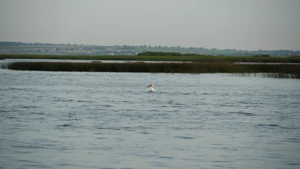 Pelican takes off