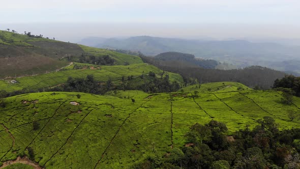 Cinematic Aerial view clip of a beautiful green rice paddy farm field