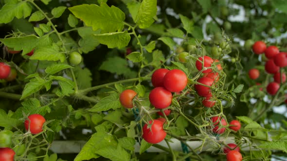 Agriculture Concept alt