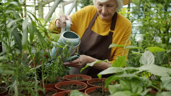 Caring Farmer Old Woman Planting Flowers in Pots Watering From Can Caring for Vegetation alt
