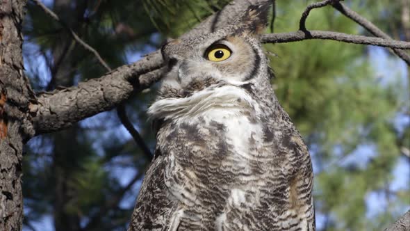 Close shot of great horned owl hooting in a tree alt