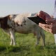 Farmer Uses Tablet Stands on Pasture Where Cow Grazes - VideoHive Item for Sale