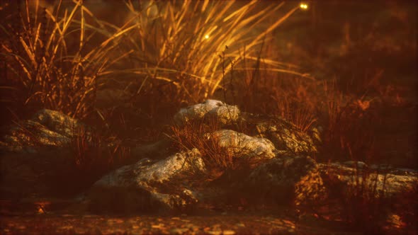 the Wild Dance of Fireflies alt