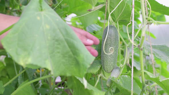 A Juicy Cucumber Hangs in the Green Foliage the Hand Picks It Off alt
