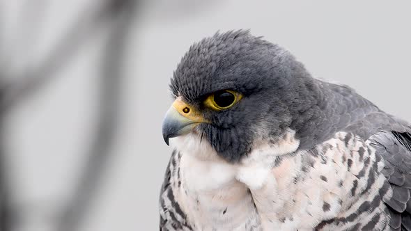 Peregrine Falcon Video Clip