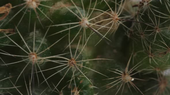 Close Up Of Mammillaria Spinosissima Plant Revolving Around Itself On The White Screen Background alt