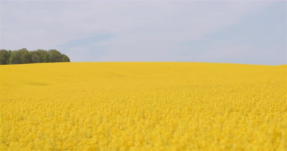 Agriculture Canola Rapeseed Field Blooming. Wide Shot of Fresh Beautiful Rapeseed Flowers. alt
