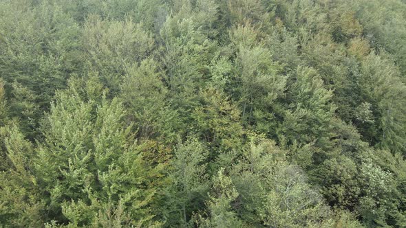 Trees in the Mountains Slow Motion. Aerial View of the Carpathian Mountains in Autumn. Ukraine alt