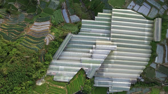 Cameron Highlands, Pahang Malaysia alt