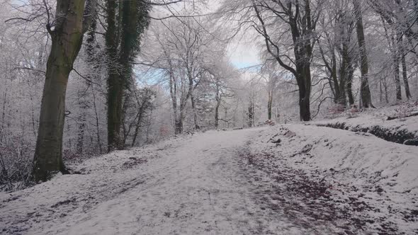 Trees in forest covered in heavy snow on a bright day 47 alt