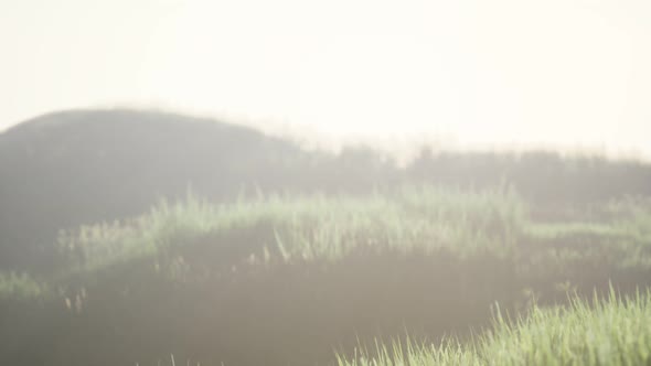 Green Field with Tall Grass in the Early Morning with Fog alt