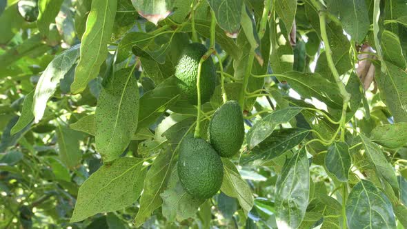 Harvesting Natural Avocados alt
