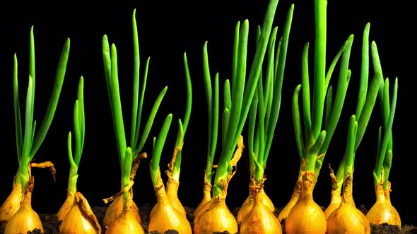 Spring onions growing fast, tilt time-lapse with alpha channel alt