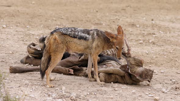 Scavenging Black-Backed Jackal  alt