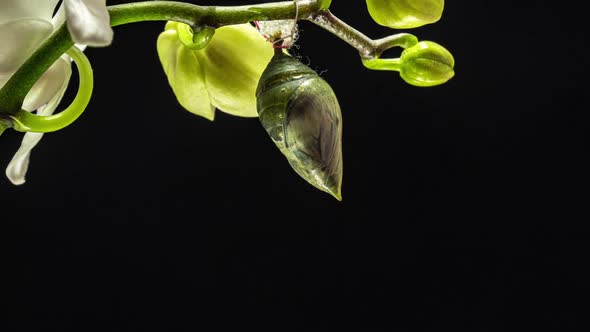 Morpho Butterflies Are Born From Pupa To Imago, Time Lapse,  Video, on Black Background alt