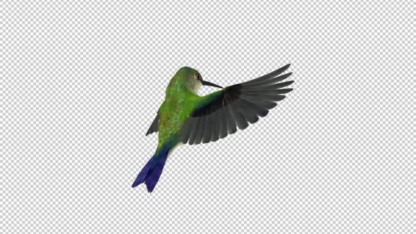 Sunangel Hummingbird - Feeding Flight Loop - Back Angle CU - Alpha Channel