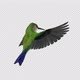 Sunangel Hummingbird - Feeding Flight Loop - Back Angle CU - Alpha Channel - VideoHive Item for Sale