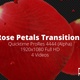 Rose Petal Transitions HD - VideoHive Item for Sale