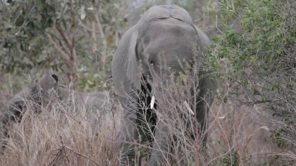 Young elephant feeding on grass alt