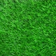 Grass. - VideoHive Item for Sale