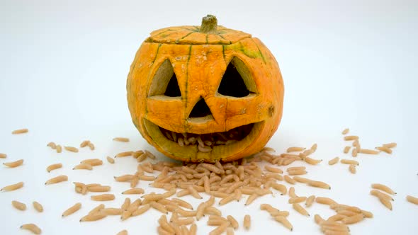 Halloween pumpkin with maggots. Fly larvae in pumpkin