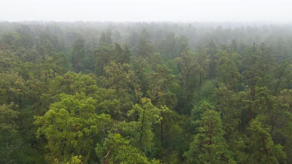 Forest in Fog in Rainy Autumn Weather. Ukraine. Aerial View, Slow Motion alt
