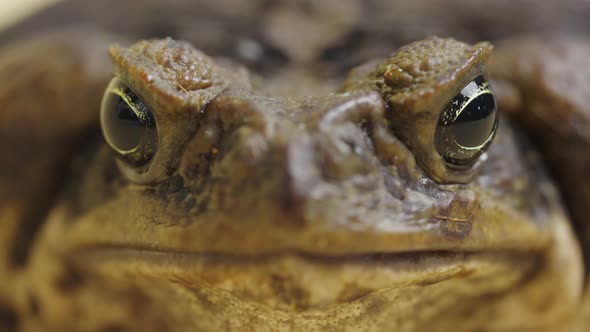 Macro Portrait Cane Toad Bufo Marinus Sitting on a Beige Background in the Studio alt