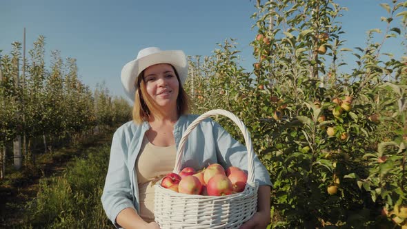 A Woman Farmer Carries a Basket with a Harvest of Apples Along an Apple Orchard alt