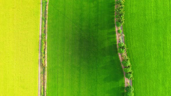 Aerial view of agriculture in rice fields for cultivation. Natural texture alt