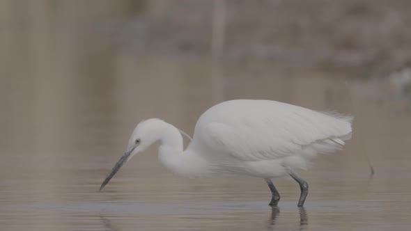 Little Egret Hunts