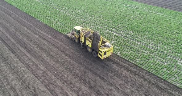 Special Agricultural Machinery Collects Beet on the Field