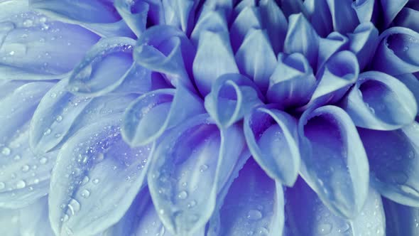 Beautiful Blue Chrysanthemum on Slow Rotation alt