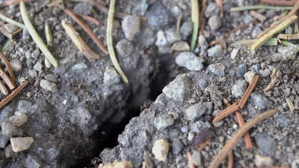 Ants Carry Stones From The Anthill alt