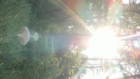 Vertical Video of a Beautiful Forest in Summer alt