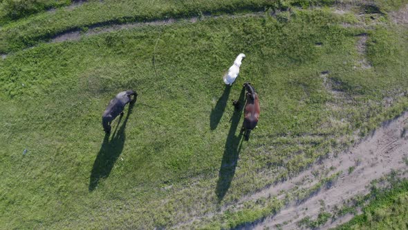 A Herd of Horses Graze in a Green Meadow Along the River