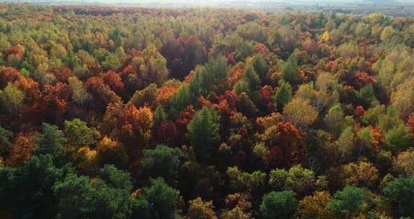 Autumn Forest - Aerial Views alt