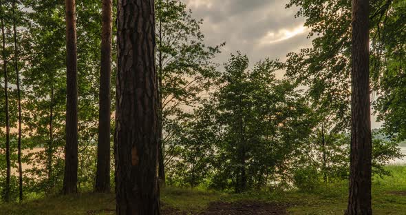 Green Forest. Pine Trees Fairy Forest. Trees Pattern. Camera Movement Inside the Forest. Wonderful alt