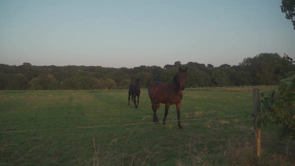 A Group of Beautiful Farm Horses Graze in Meadow alt