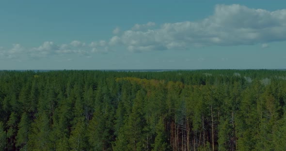 Aerial View of Lush Coniferous Forest in Summer Pines are Swaying By Wind  Prores