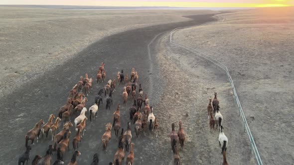 Wild Horses Running alt