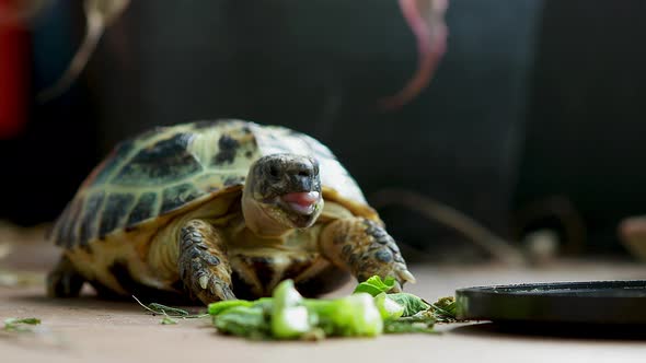 Russian tortoise eatting vegetable.