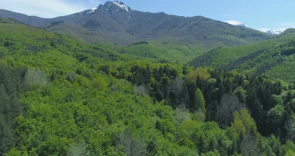 Scenic Dense Green Forest in the Spring. Mountain Range in Bulgaria in Sunny Day