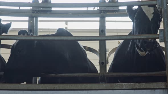 Cows during milking on a rotary milking parlor in a large dairy farm alt