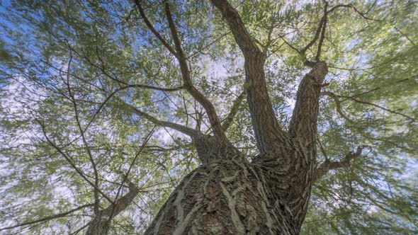 camera movement along the tree in the park