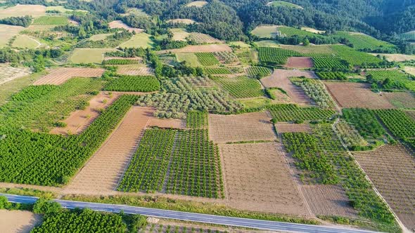 Large farmland with fruit trees. alt