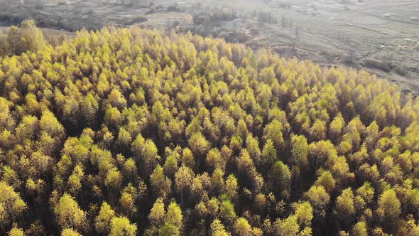 Flight over the autumn forest